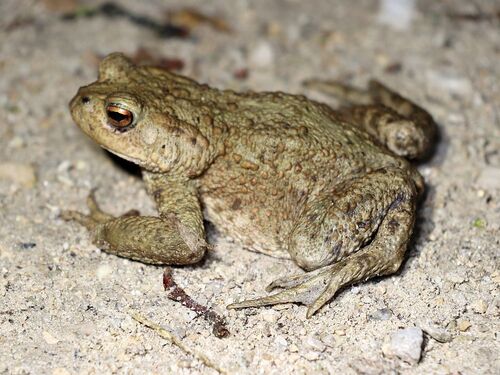 European Toad
