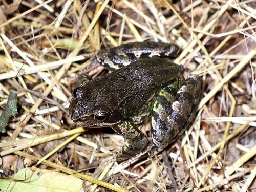 European Common Frog