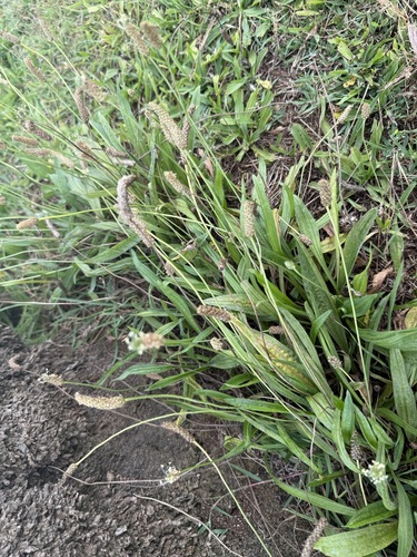 Plantago lanceolata observed 2026-06-22