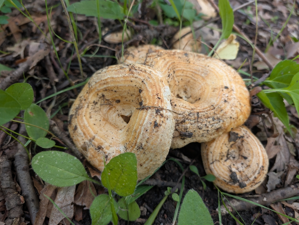 Lactarius psammicola