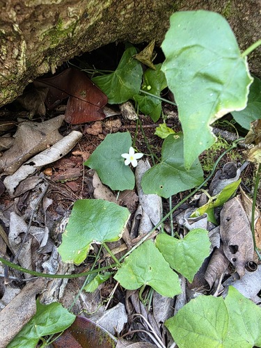 Zehneria mucronata observed 2026-06-12