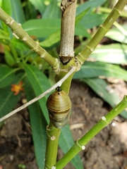 Lepidoptera