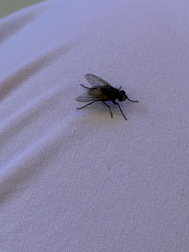 Common House Fly