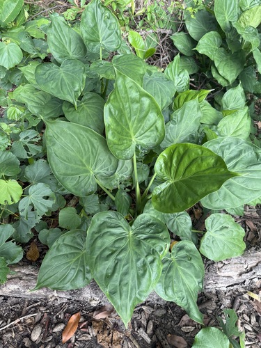 Alocasia cucullata observed 2026-06-22