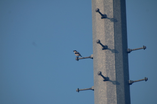 Loggerhead Shrike