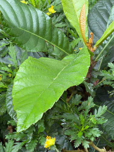Loquat