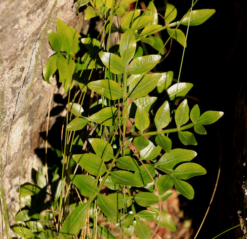 Ekebergia pterophylla