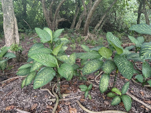 Dieffenbachia observed 2026-06-22