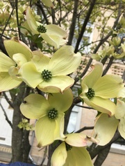 Cornus