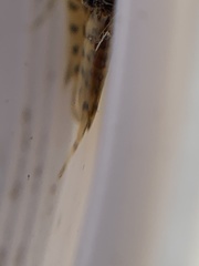 Gammarus fasciatus