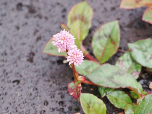 pink knotweed