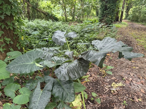 Alocasia macrorrhizos observed 2026-06-22