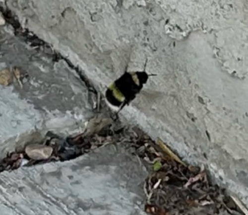 Cryptic Bumble Bee