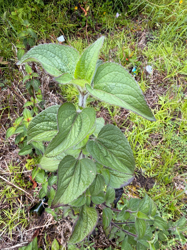 Ageratum houstonianum observed 2026-06-30