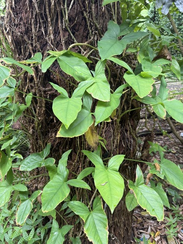 Syngonium podophyllum observed 2026-06-22