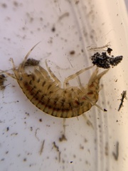 Gammarus fasciatus