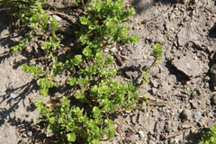 Lepidium strictum