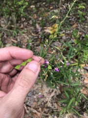 Desmodium tenuifolium