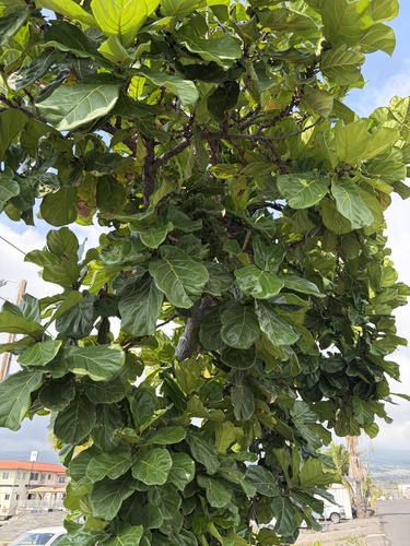 Ficus lyrata observed 2026-06-30