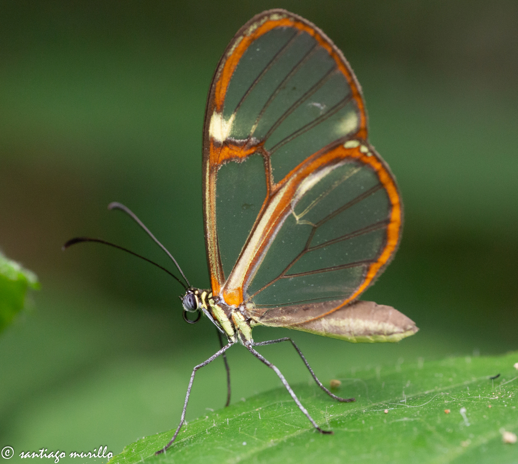 Episcada hymenaea