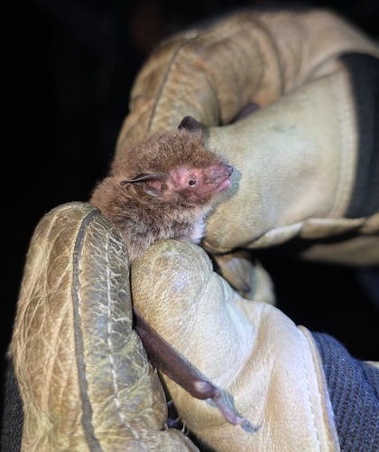 Daubenton's bat
