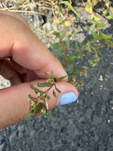 Euphorbia hyssopifolia observed 2026-06-30