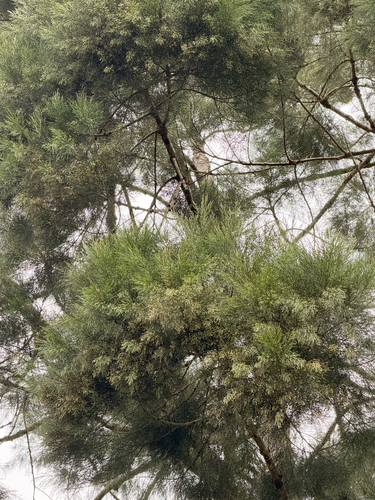 Gymnostoma papuanum observed 2026-06-29
