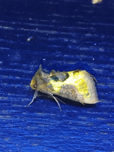 Tutt’s Burnished Brass