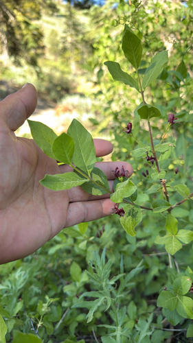 Lonicera conjugialis, photograph 5