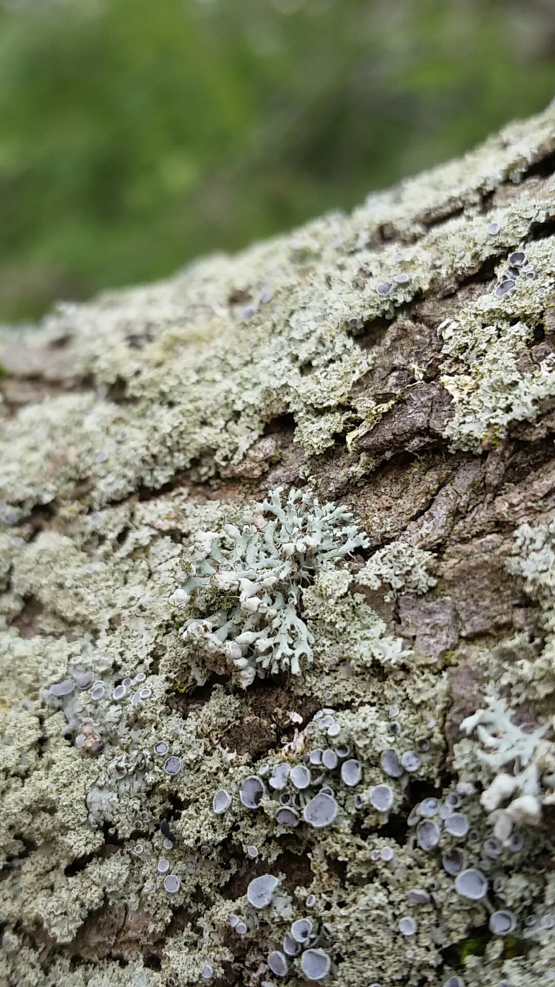 Physcia adscendens image