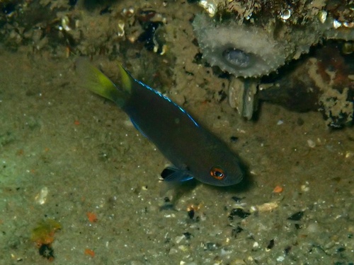 Neopomacentrus sindensis observed 2026-01-09