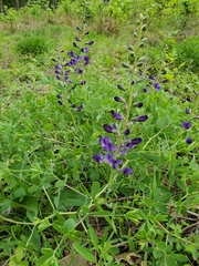 Baptisia australis aberrans