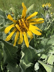 Wyethia helenioides