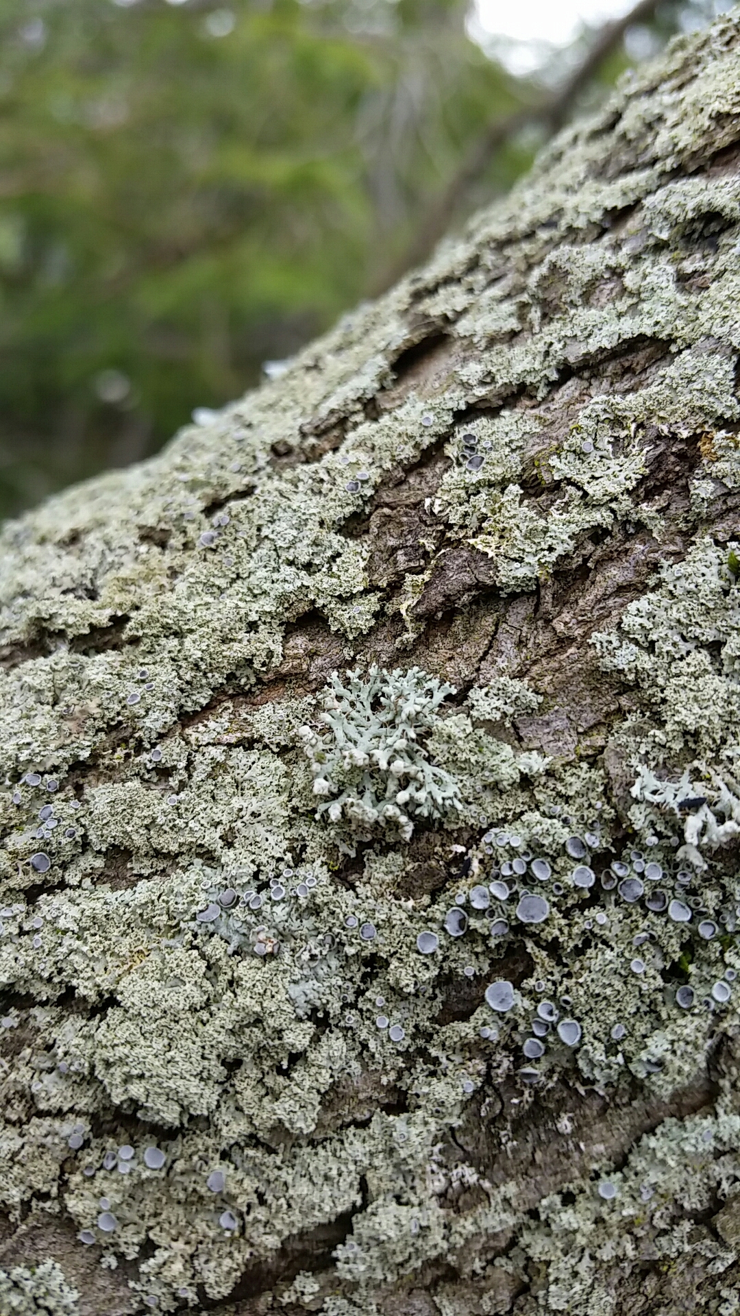 Physcia adscendens image