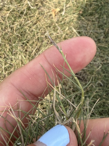 Zoysia matrella observed 2026-06-30