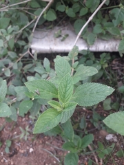 Lippia alba