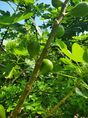 Ficus carica, 2026-04-08