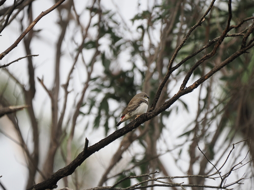 Diamond Firetail