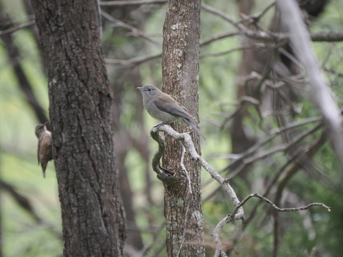 Gray Shrikethrush