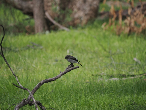 Hooded Robin