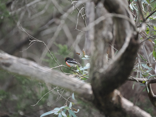 Red-capped Robin
