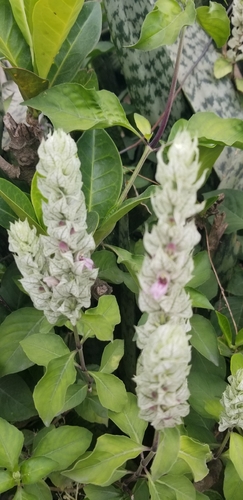 Squirrel's Tail
