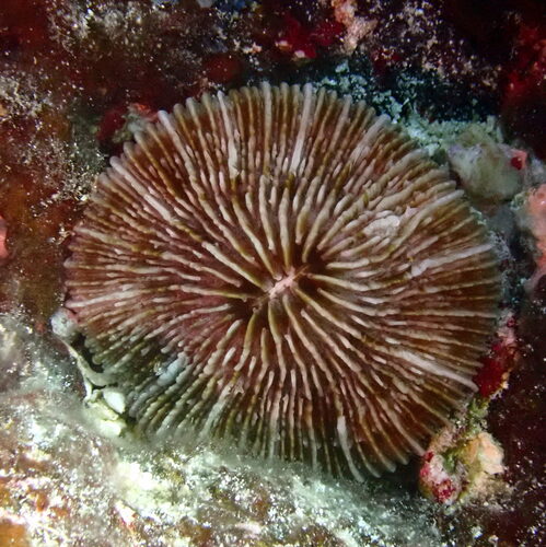 Danafungia horrida observed 2026-07-01