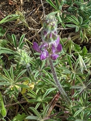 Lupinus microcarpus microcarpus