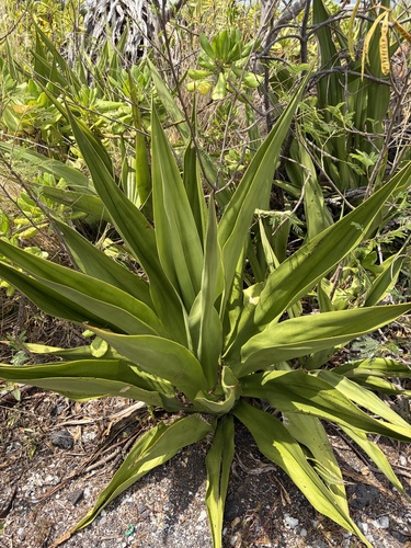 Agave, 2026-06-30