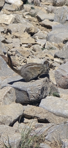 Palmer's Chipmunk observed by rynosaurous