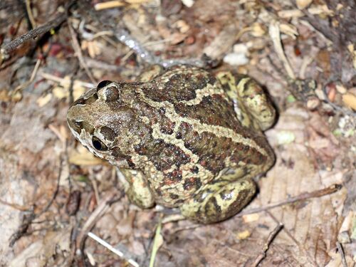 Common Spadefoot