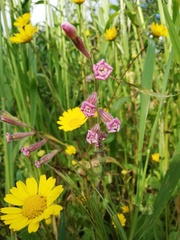 Silene bellidifolia