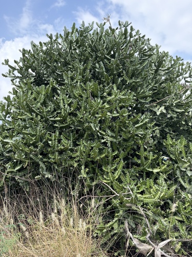 Euphorbia lactea, 2026-06-30