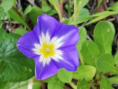 Convolvulus tricolor